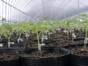 ｼｼﾘｱﾝﾙｰｼﾞｭ(苗)3　06.04.20